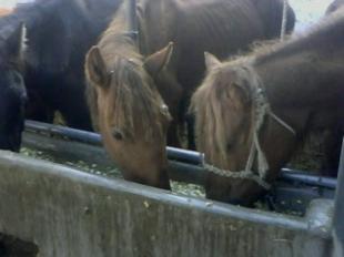 山西運(yùn)城養(yǎng)羊的盈利前景與投資建議